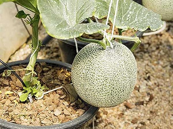 Amazon.co.jp: ITANSE らくらく極甘緑肉ネットメロン(品種
