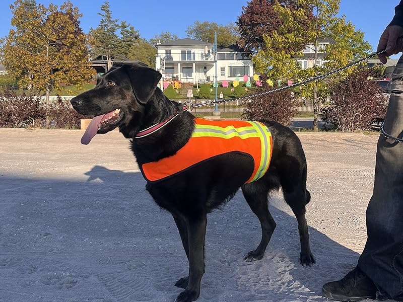 Reflective Dog vest