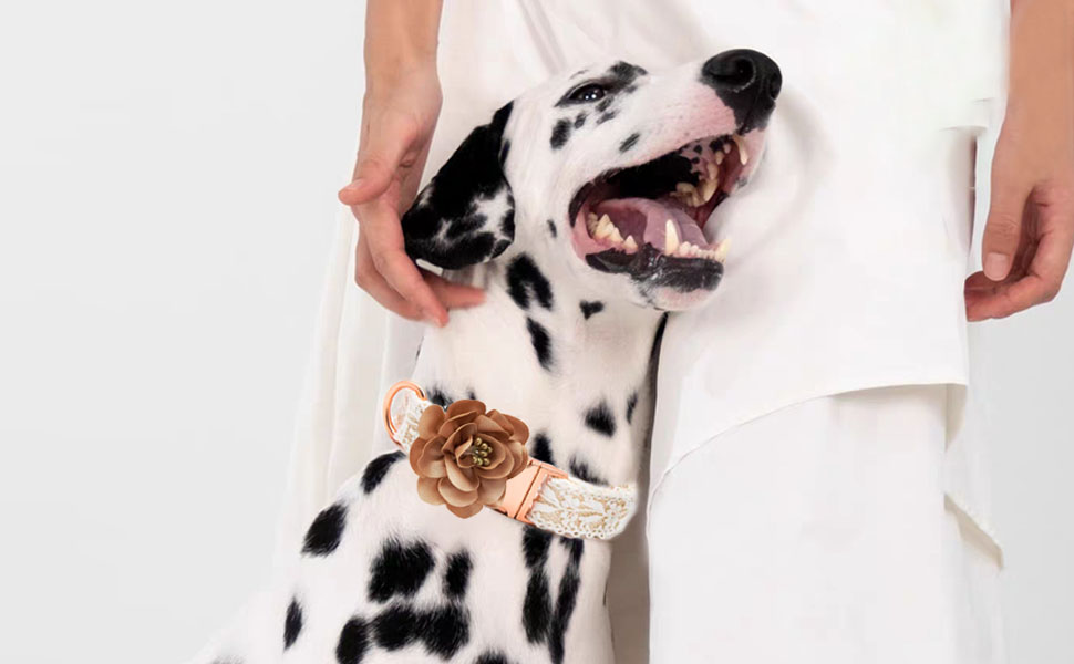 Lace Dog Collar and Leash Set