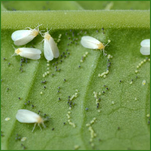 Small manufacture image 3