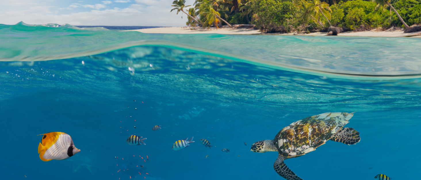 Stream2sea Stream 2 sea oceans sea turtles shark