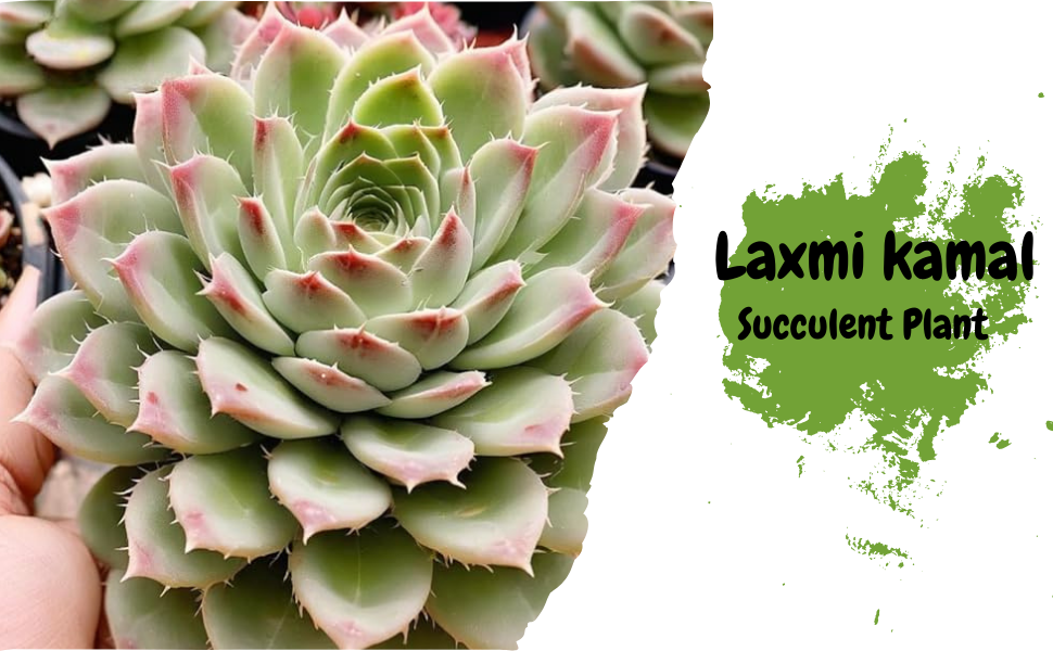 laxmi kaml