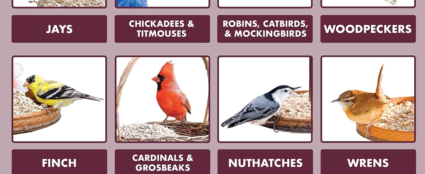 It will attract Jays Chickadee titmice woodpeckers finch cardinal grosbeak nuthatch wren and more