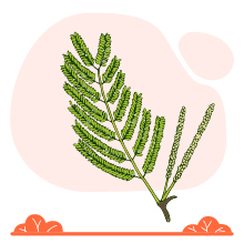 Khadira (Acacia catechu)