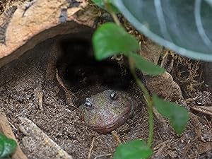leaf litter for reptiles, zoo med excavator clay, reptisoil, aspen bedding, coco coir brick