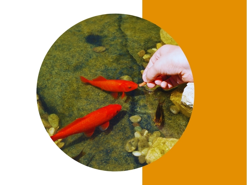 Goldfische, die gefüttert werden