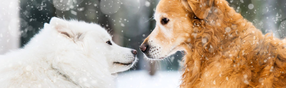 Waterproof Windproof Dog Cold Weather Coats-Warm Dog Clothes Clothing Jackets for Small Large Medium Girl Boy Outdoor Indoor Activities (black, Medium) 10 Warm Dog Clothes Clothing Jackets