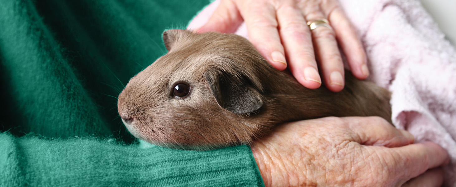 Adult guinea pig food, high fiber, Timothy hay, vitamin C, balanced diet, digestive health