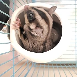 Amazon.co.jp: IYOIYA モモンガ ポーチ 陶器 夏 暑さ 熱中症