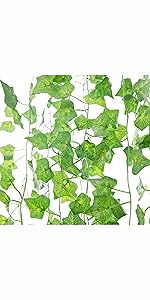 Ivy vines