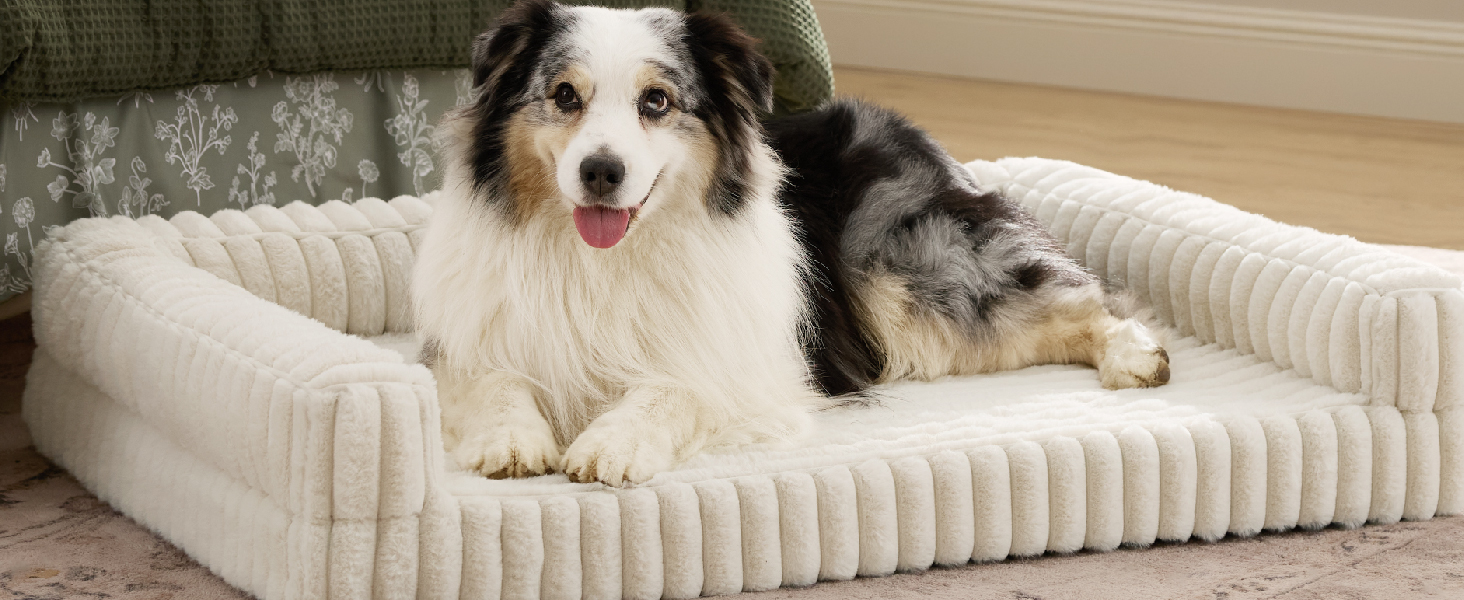 Australian Shepherd-Hund, der auf einem orthopädischen Plüschbett mit gerippter Polsterung und erhöhten Seiten in cremefarbener Farbe ruht.