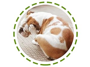 dog allergy medicine