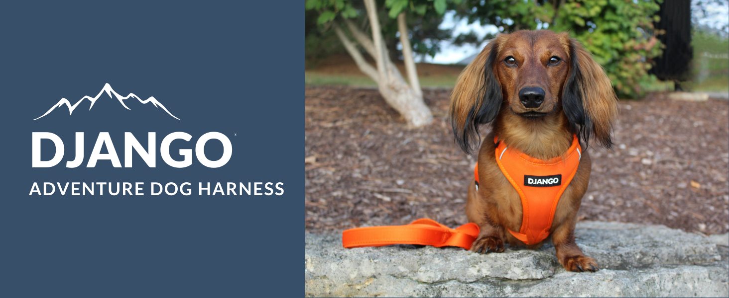Shop the best harness for small dogs and best dog harness for dachshunds and padded dog harness