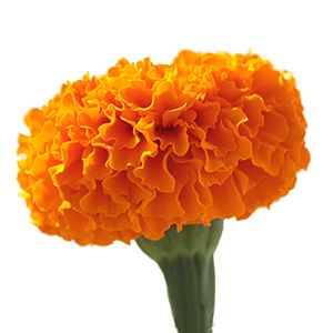Marigold