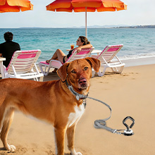 Hands Free Security carefree beach relaxation pets stay safely anchored near resting owners