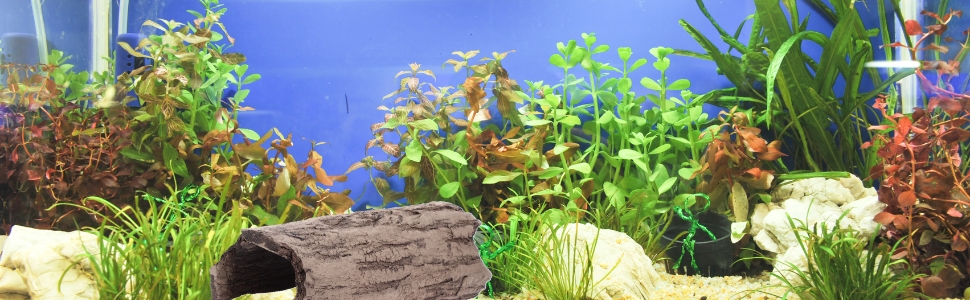 Lebendiges Süßwasseraquarium mit verschiedenen Wasserpflanzen, bunten Fischen und dekorativen Steinen. Blauer Hintergrund verstärkt die Unterwasserszene.