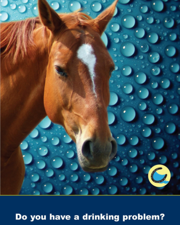 vitaminas para cabworldnet027os horse feed and hydration supplements