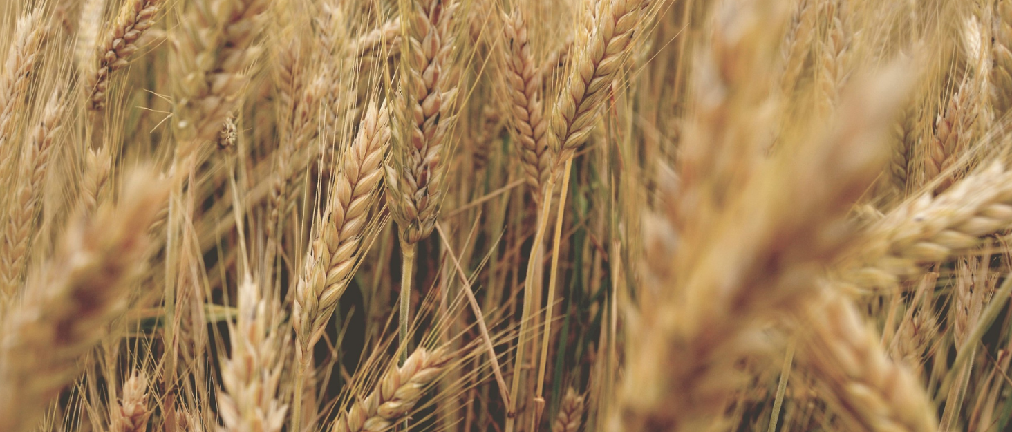 Buy Now Twf Keto Flour | Ultra Low Carb ( 10 Buy Now Twf Keto Flour | Ultra Low Carb (