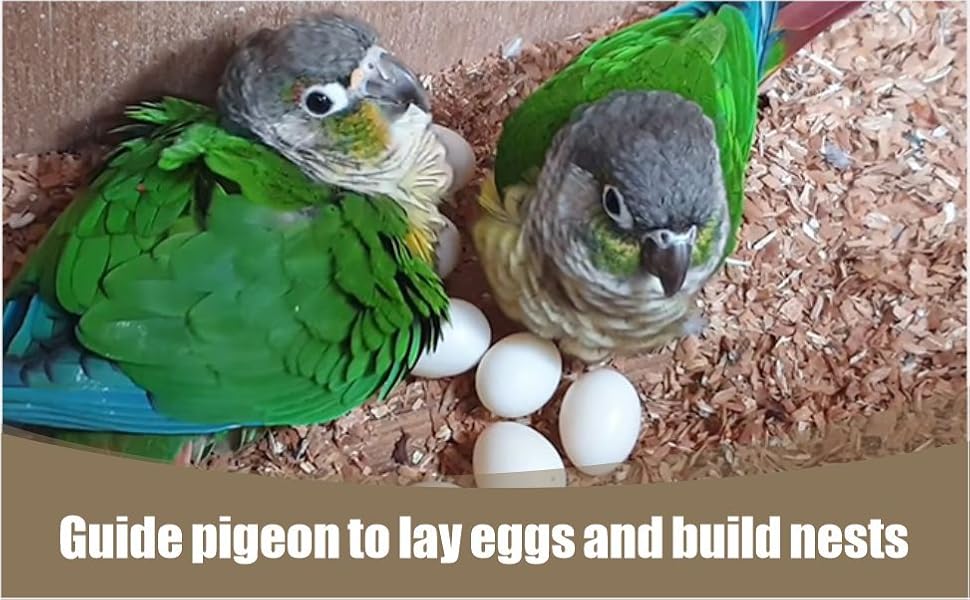 Solid Plastic Parrot Eggs - Dummy Hatching Eggs for Green Cheek Conure, Lorikeet, Ringneck Dove