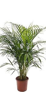 Gardener's Dream Areca Palme (Goldfruchtpalme) XXL Zimmerpflanze