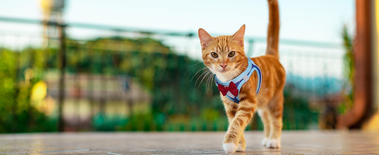 cat harness