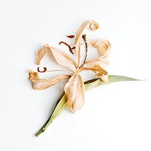 Vanilla Bean Scent