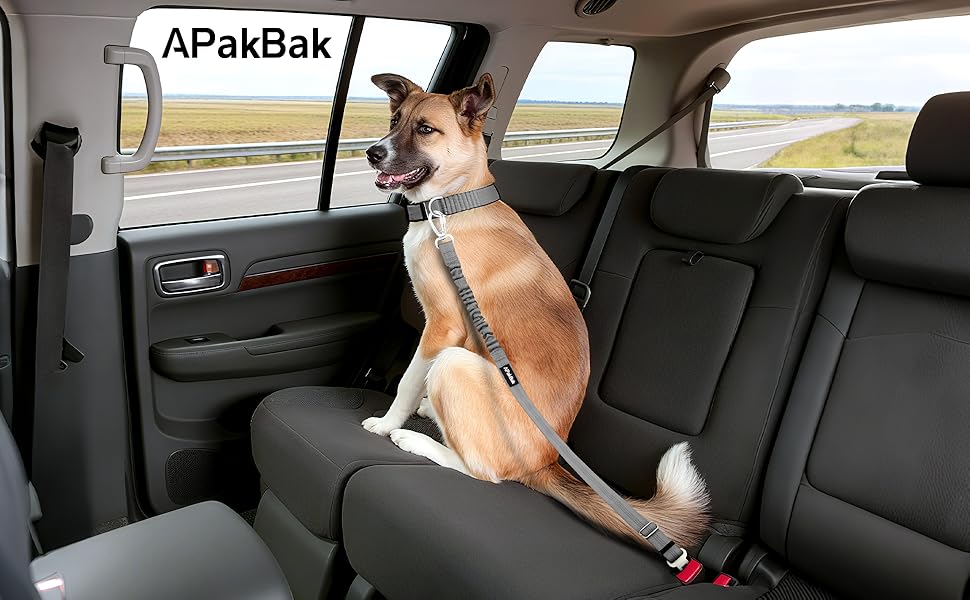dog seatbelt for car