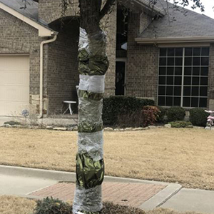 Protégez les plantes