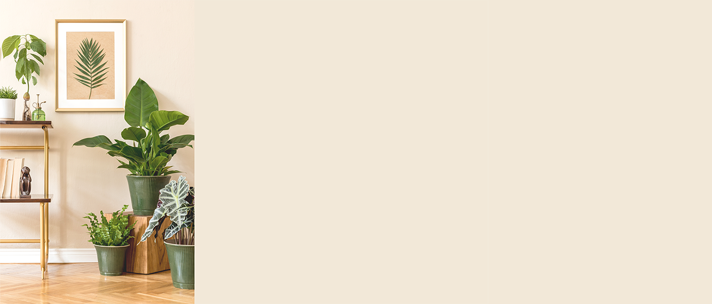 Greenery in the home