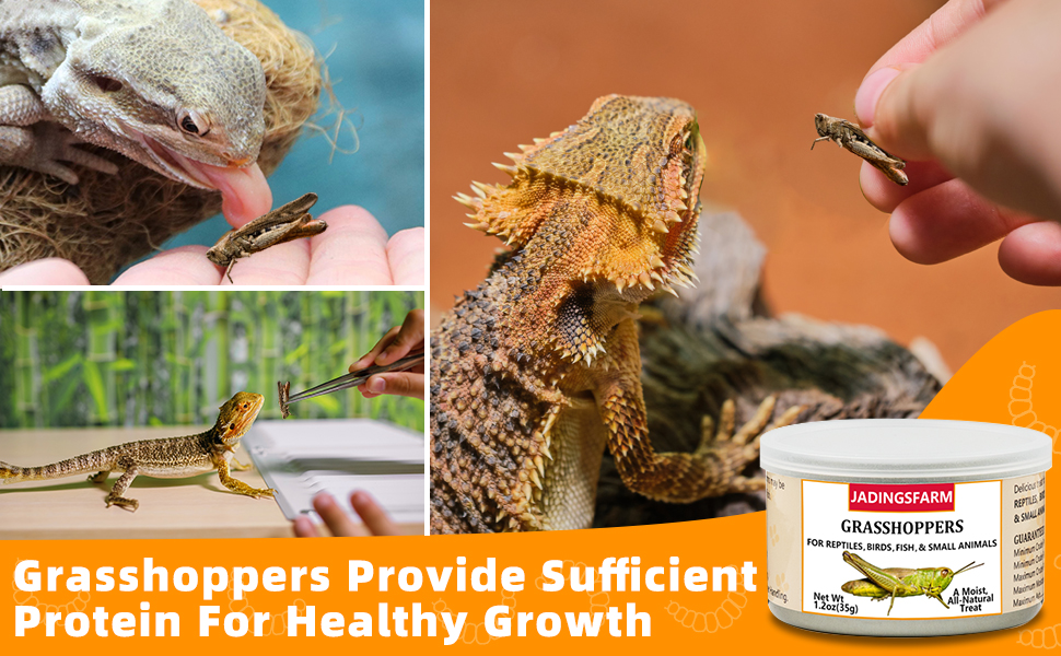 Grasshopper perfect reptiles treats