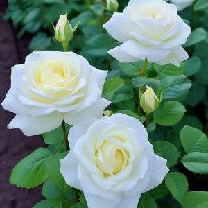 Small manufacture image 4