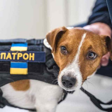 Dog Patron Minesweeper