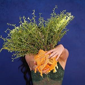 fresh damiana bundle