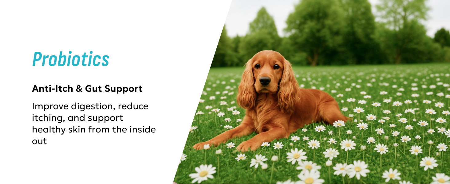 Puppy in daisy field next to text about probiotics for anti-itch and gut support, improving digestion and skin health.