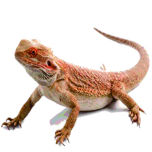 bearded dragon