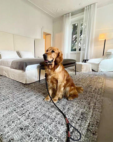 slip lead dog leash