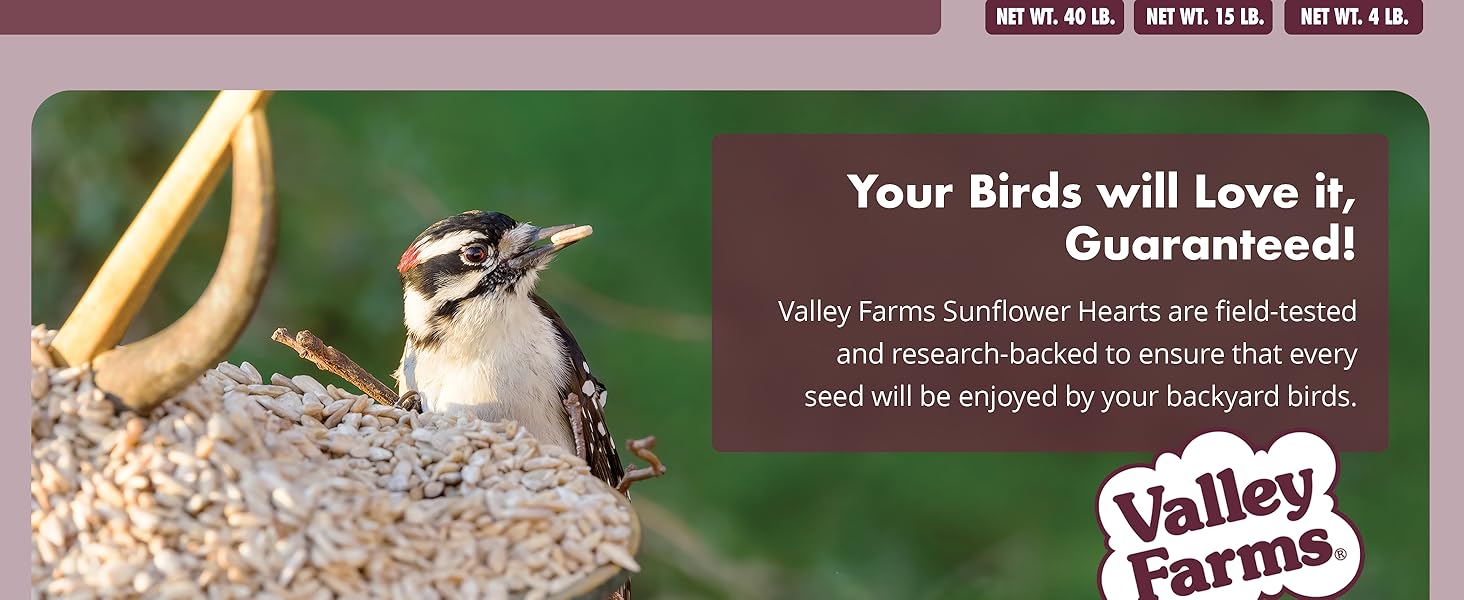 A downy woodpecker eating valley farms sunflower hearts
