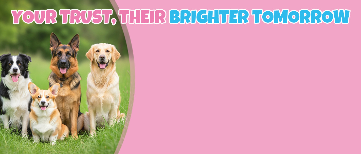 collagen for dogs liquid collagen for dogs liquid collagen dog collagen collagen liquid