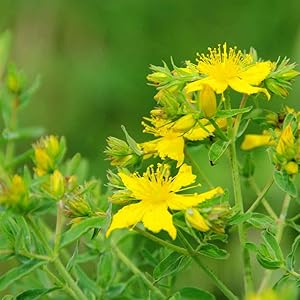 Image of yellow flowers growing on green leaves