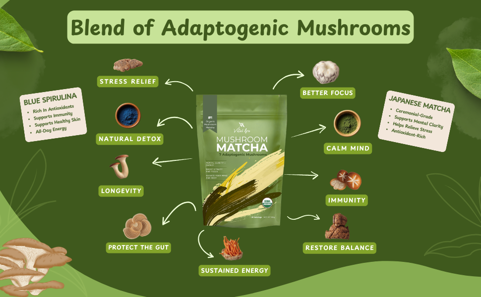 matcha protein powder matcha tea powder rize mushroom matcha  rize mushroom coffee organic