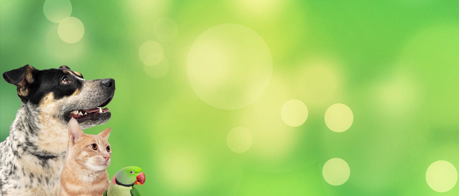 kika pets hero banner