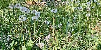 Dandelion-seed true-dandelion wild heirloom seeds-for-planting bee-friendly usa untreated organic