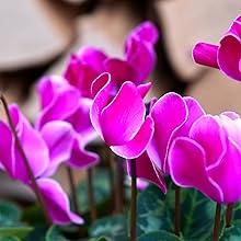 Cyclamen Fragrance