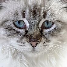 Cat treatment