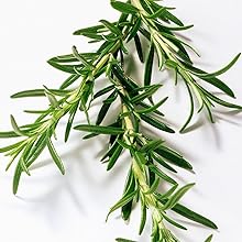 Rosemary, Rosmarinus Officinalis Leaf Extract, Antibacterial