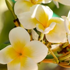 Sadaat Fragrance STORY