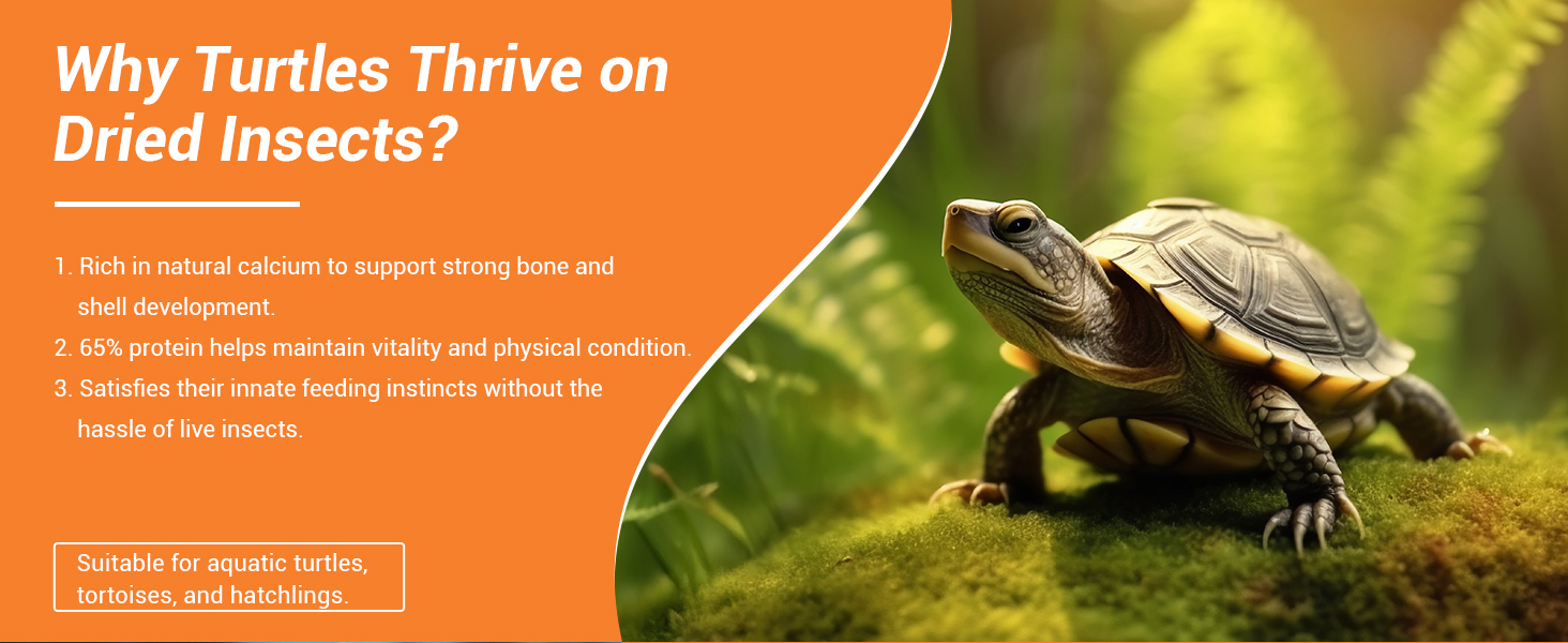 Why turtles thrive on LuckyQworms Dried insects: 65% protein and calcium for shell and vitality