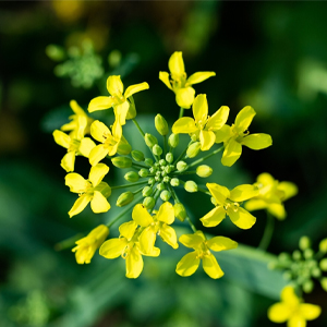  MAA FARMING - FROM SOIL TO PLATE 100% Pure and Natural Black Mustard Oil SPN-MX9E8