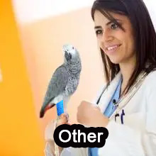 other pet medical wrap