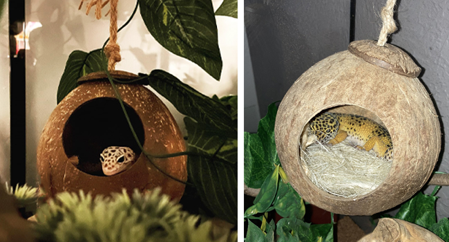 Crested Gecko Coconut Cave Reptile Hide with Ladder